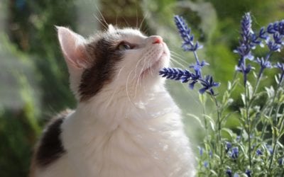 5 Tips to Keep Your Pet Healthy and Happy this Spring