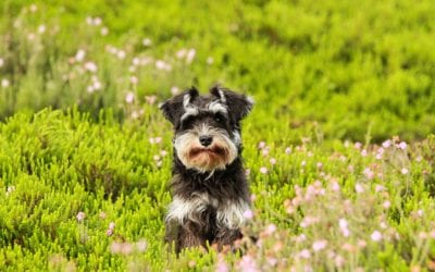 3 Ways to Prevent Spring Parasites from Feasting On Your Pet