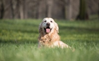 6 Facts Dog Owners Should Know About Heatstroke