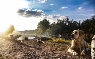 Camping Safety Tips for Your Pet