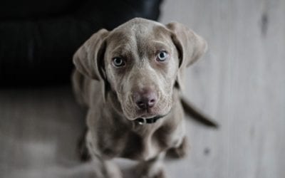 Benefits of Microchipping Your Pet