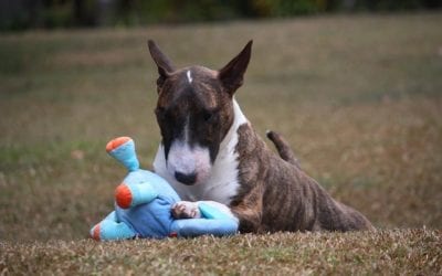 Can My Pet Have That? Safe and Unsafe Chew Toys
