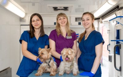 What is a Vet Tech?