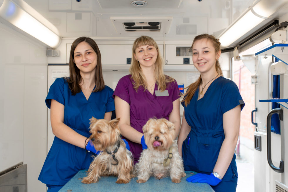 what-is-a-vet-tech-asher-animal-clinic
