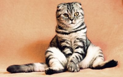 My Pet Ingested a Toxin. What Do I Do?