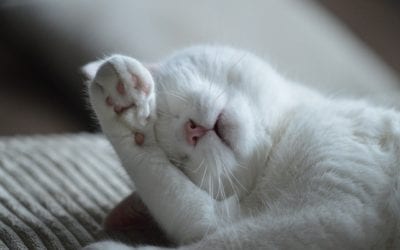 Is Your Light-Colored Cat at Risk for Squamous Cell Carcinoma?