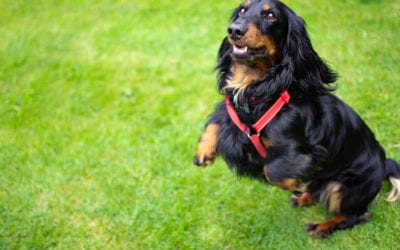 Send Your Pet Back to School: Benefits of Ongoing Training