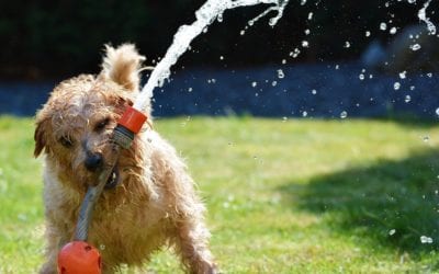 Cooling Your Pet During a Heat Exhaustion Episode