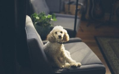 What to Expect After Bringing Home a New Shelter Pet