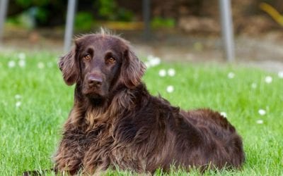 Parasites You Can Get From Your Pet
