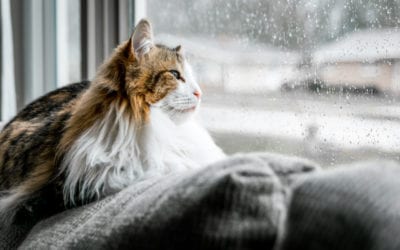 7 Signs Your Pet Is in Pain