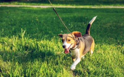 Why is Wellness Care Important for My Pet?