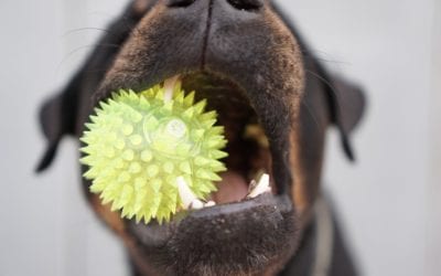 Which Chew Toys Are Safe For My Pet?