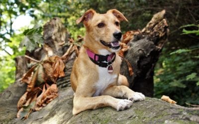 3 Summertime Outdoor Safety Tips for Pets