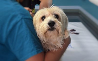 How to Prepare Your Pet for a Stress-Free Vet Visit