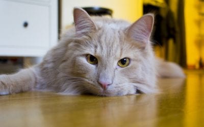 Cognitive Dysfunction At-Home Treatment