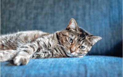 Hairball Prevention for Your Cat