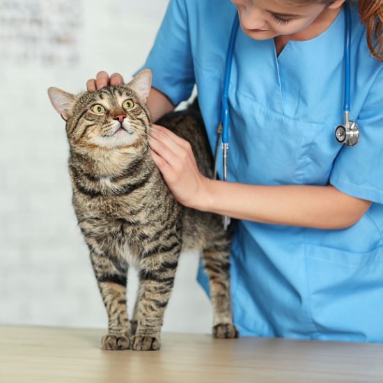 Cat Vaccinations 