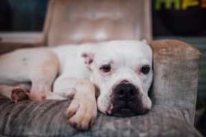 White boxer laying on a chair