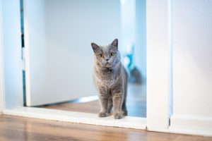 Grey cat standing in doorway looking curious.