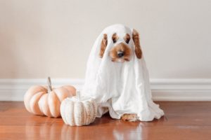 Fluffy dog with sheet ghost costume on, standing next to some pumpkins.