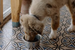 Australian Shepherd eating out of dog bowl