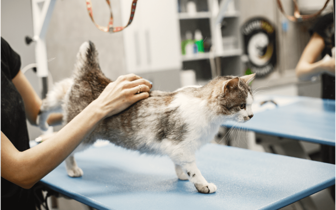 What Does a Cat Need to Be Healthy?