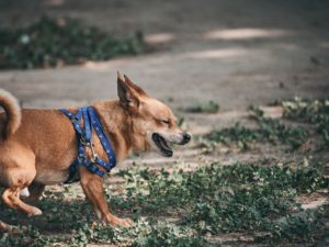Small dog in a harness coughing