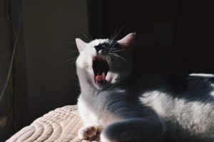 Yawning cat with sun rays shining on it