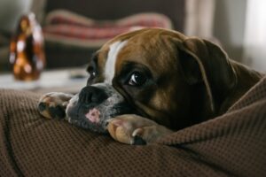 Brown and white English bulldog lying on the couch