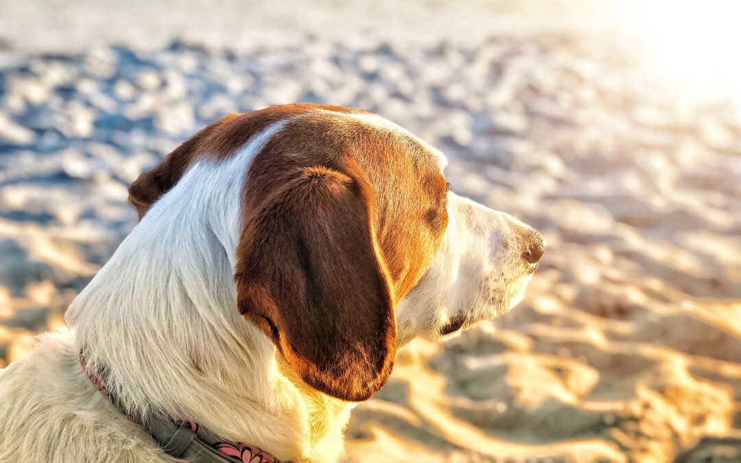 Brown and white dog lying on the sand in the sun
