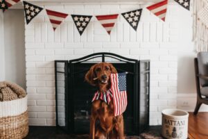 Golden retriever holding American flag in mouth, wearing a festive collar with American flag banners behind