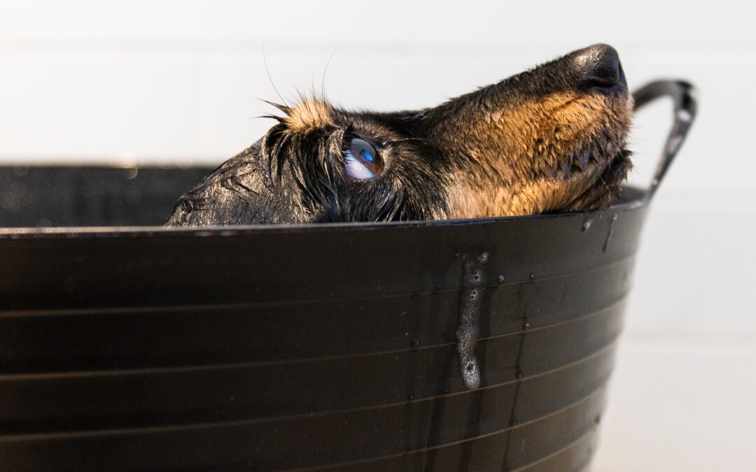 Choosing the Perfect Shampoo for Your Beloved Canine Companion