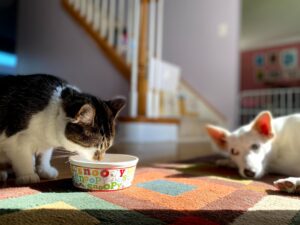 Cat drinking water out of a bowl while a dog lays down in the background in a home