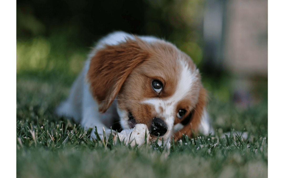 Brown and white puppy chewing on a bone